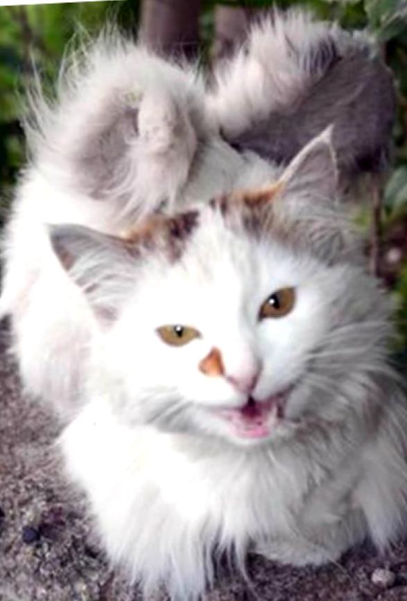 Χνουδωτοί άγγελοι ανάμεσά μας: το φαινόμενο των γατών με φτερά