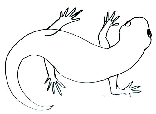 Zbarvení Salamander