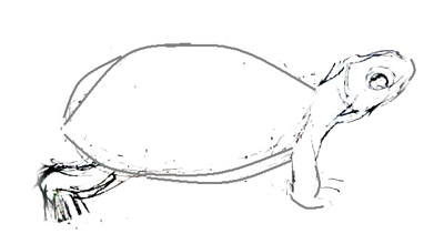 Dessiner des tortues