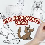 Disegnare un lupo
