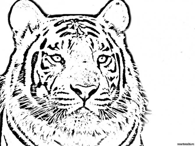 Dessins pour colorier le symbole de 2022 - Tigre