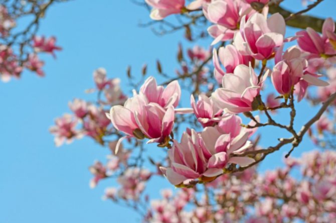 Magnolia fiori rosa