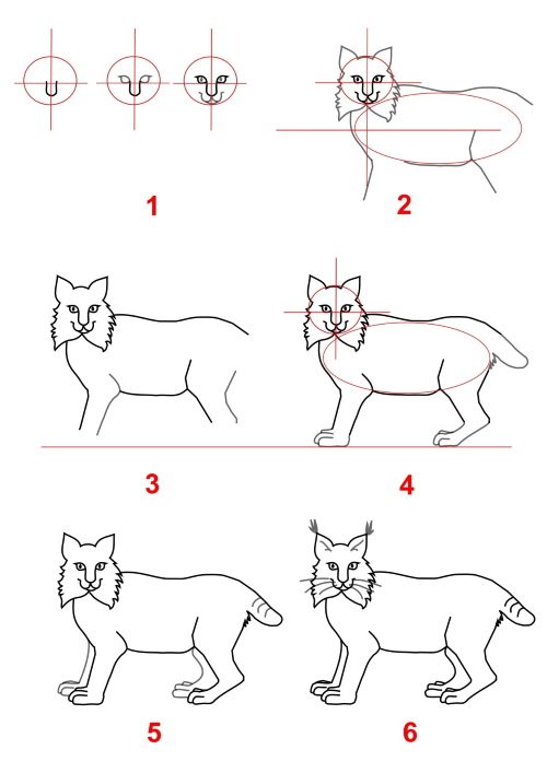 Lynx - σχέδιο για παιδιά σχέδιο με μολύβι