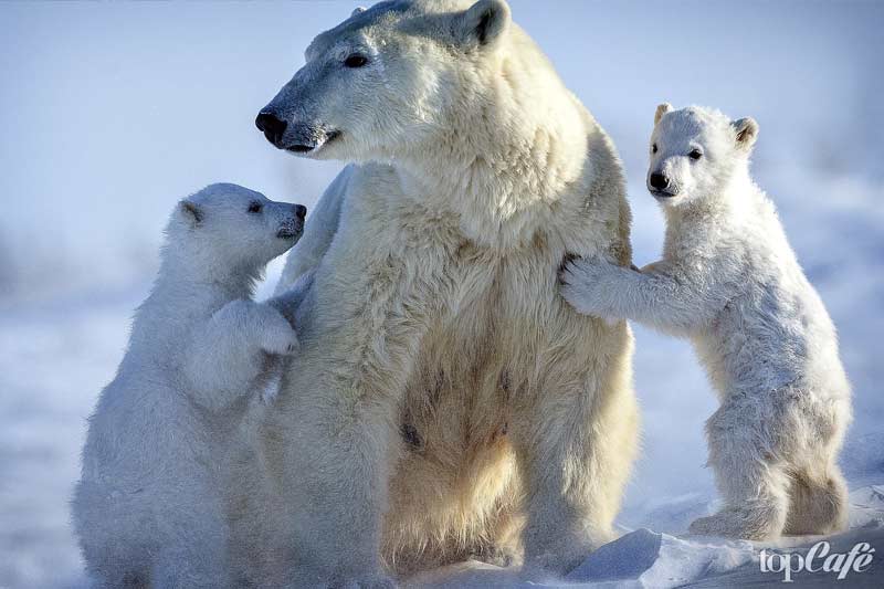 Jääkarhunaaras pentujen kanssa
