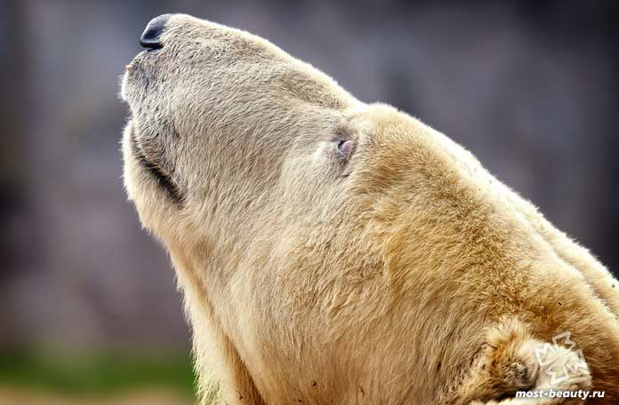 Kauneimmat karhut. CC0