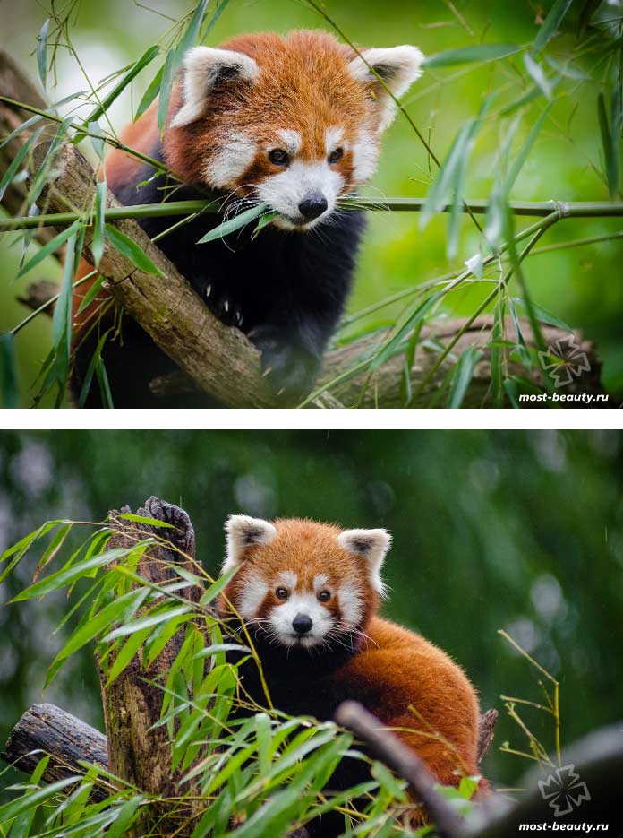 Kauneimmat karhut: pikkupanda. CC0