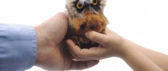 Символ на сова