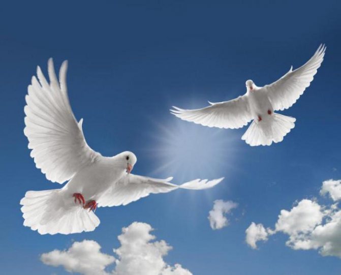 Symbole de la fidélité et de la dévotion en amour