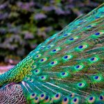 Symbolisme de la plume de paon