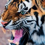 にっこり笑う虎