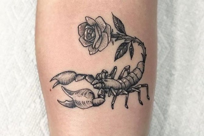 Scorpion et Rose