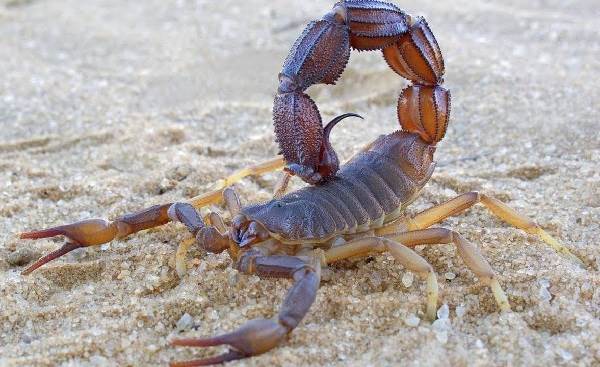 Scorpion animal-description-espèce-vie-espèce-vie-espèce-environnement-d'un-scorpion-1