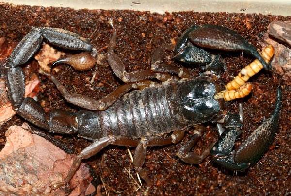 Scorpion-animal-description-espèce-de-vie-et-environnement-du-scorpion-18