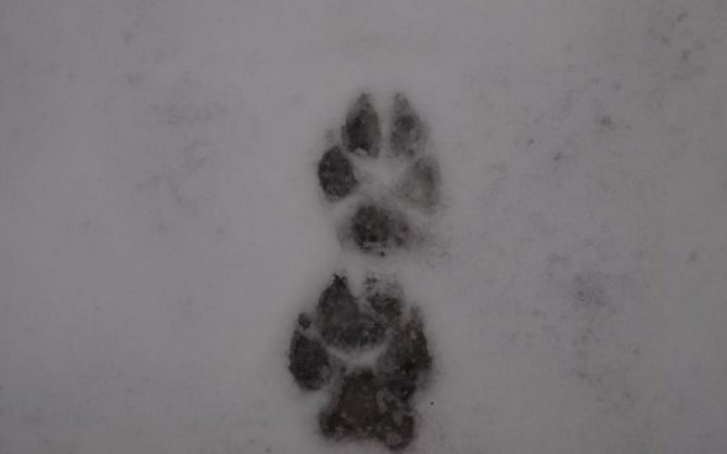 Die Spur des Wolfes, der im Trab geht