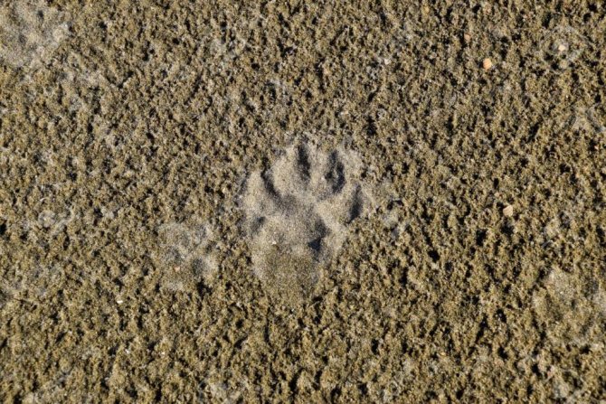 Wolfsfußabdrücke im Sand