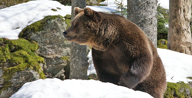 Vorder- und Hinterpfotenabdrücke von Bären