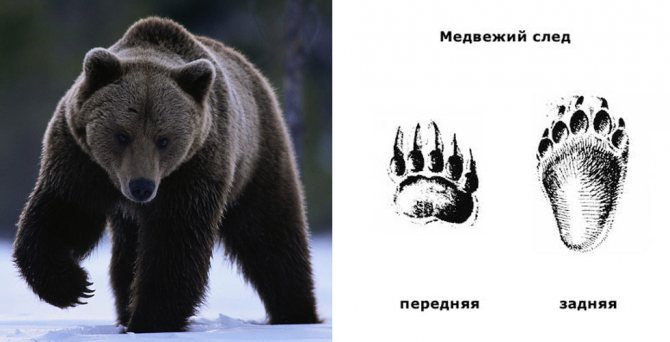 Bärentatzenabdrücke vorne und hinten