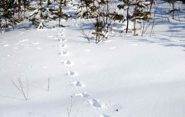 Spur eines Tieres im Wald und seine Merkmale-10