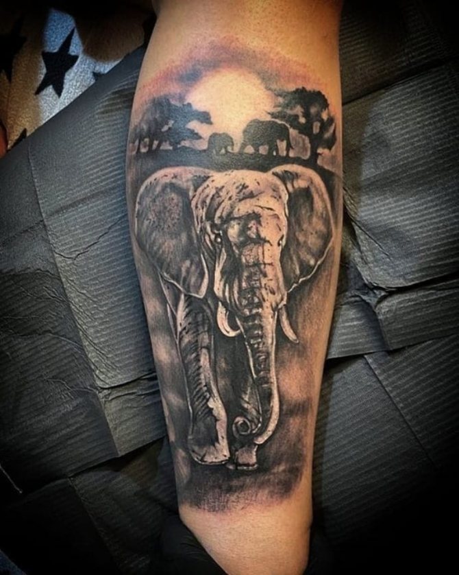 boceto de tatuaje de elefante
