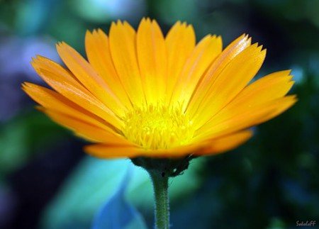 orange soleil (450x323, 27Kb)