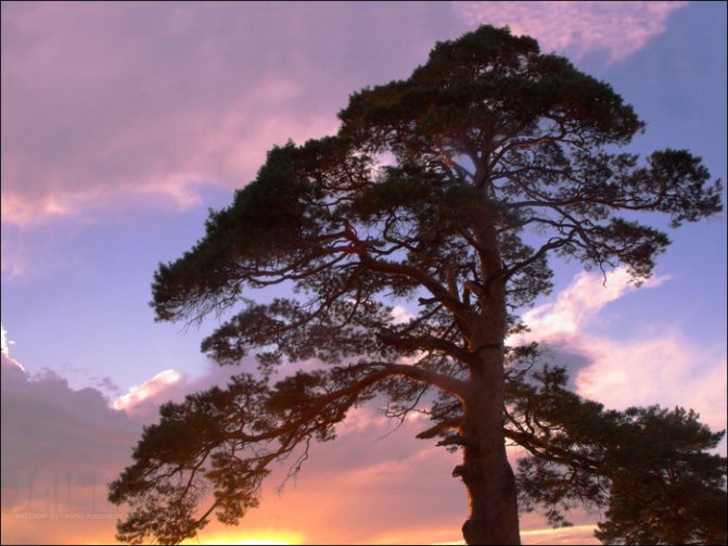 borovice (700x525, 143Kb)