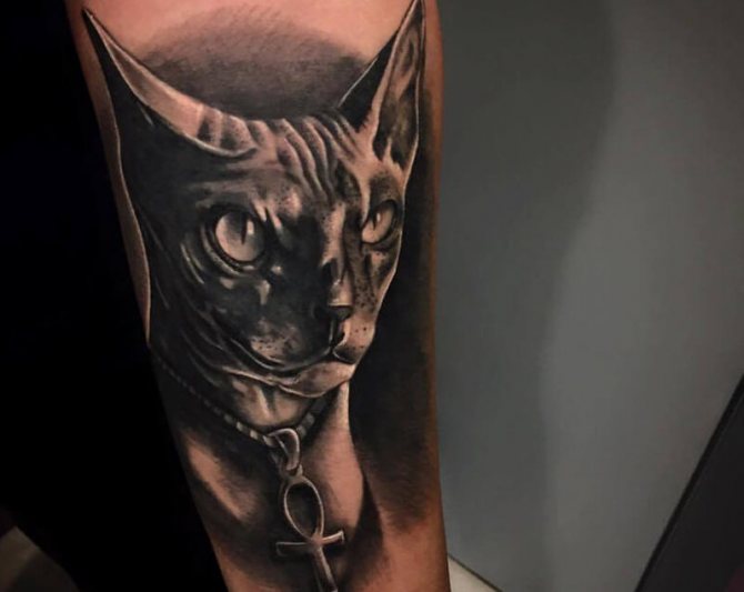 Tatouage d'un chat sphynx noir et blanc