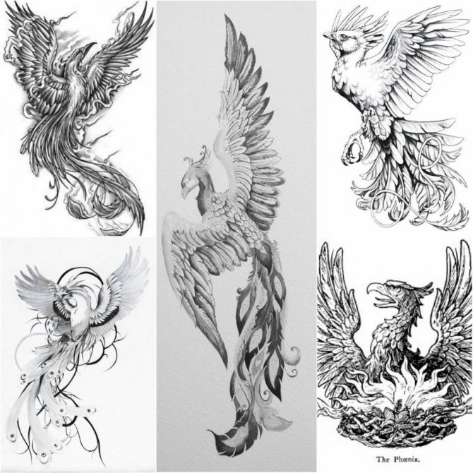 Tattoo Phoenix - Tattoo Phoenix Sketches - Phoenix Tattoo Sketches