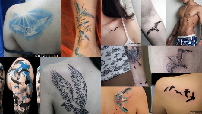 Чайка татуировка снимка