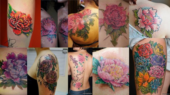 χρυσάνθεμο φωτογραφία τατουάζ