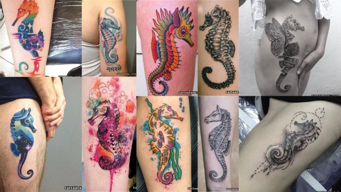 seahorse photo tattoo
