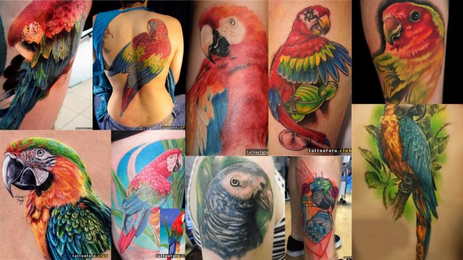 Photo de tatouage d'un perroquet