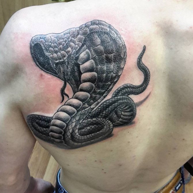 Tatouage cobra