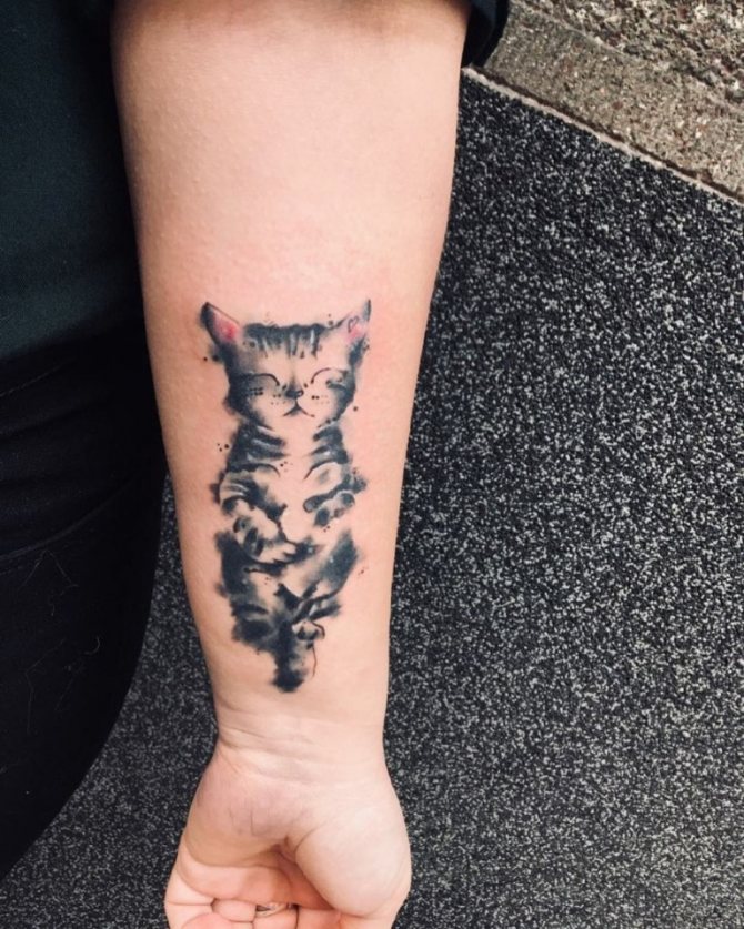 chat tatoué