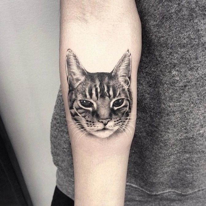 Tatouage réaliste de chat sur l'avant-bras