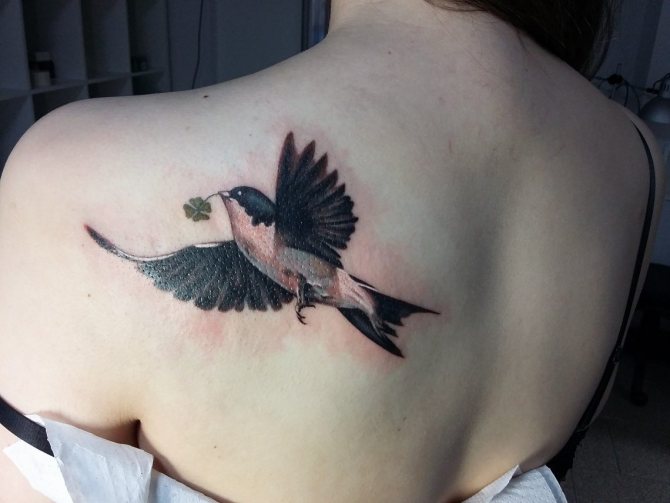 Tatouage Hirondelle sur l'omoplate