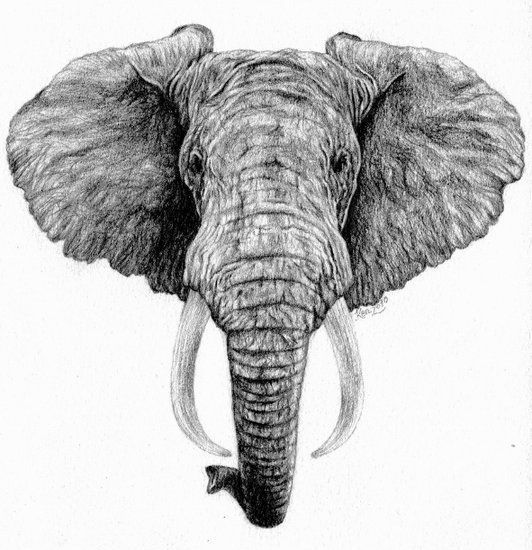 Tatouage sur la tête du pénis