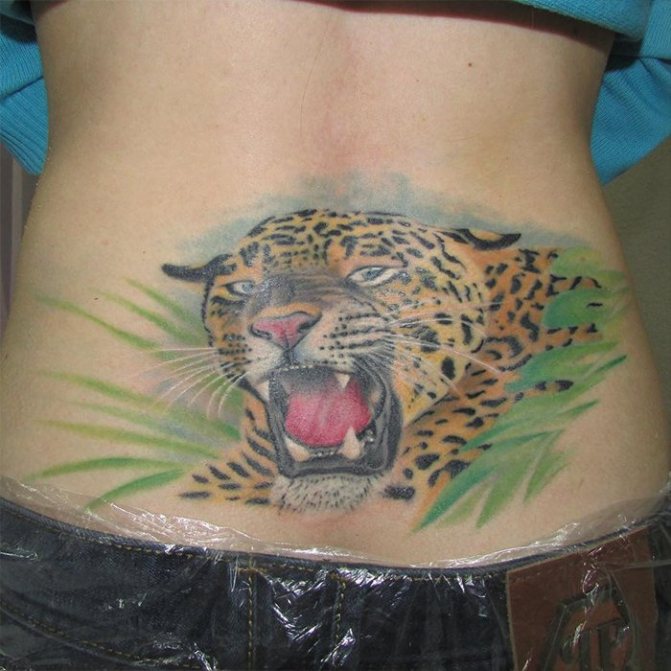 tetoválás partac tigris morog az ágyéki területen