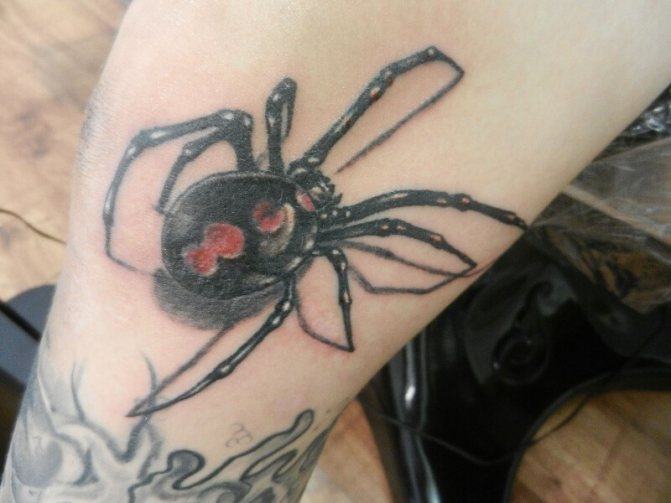 tattoo spider - tattoo spider - meaning tattoo spider - tattoo spider sketches - tattoo with spider photo