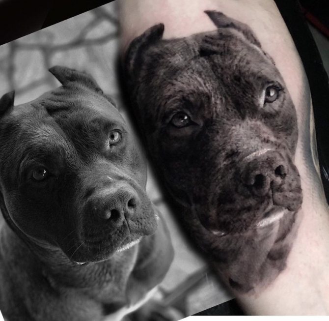 egy kutya tetoválása