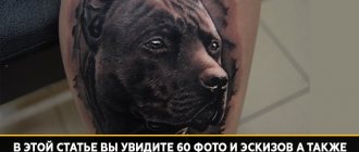 Tattoo meaning pit bull