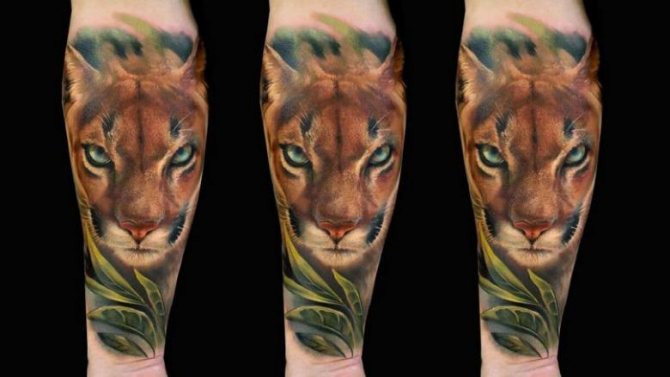 Tattoo Puma (84 fotos) - skitser og betydning af tatoveringer med en puma på din arm, skulder, ben