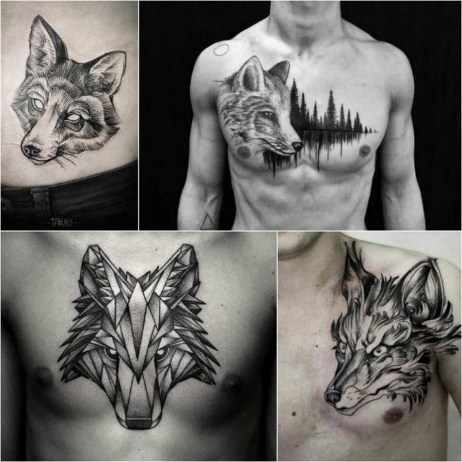 Animaux tatoués - animaux tatoués - renard tatoué - renard tatoué