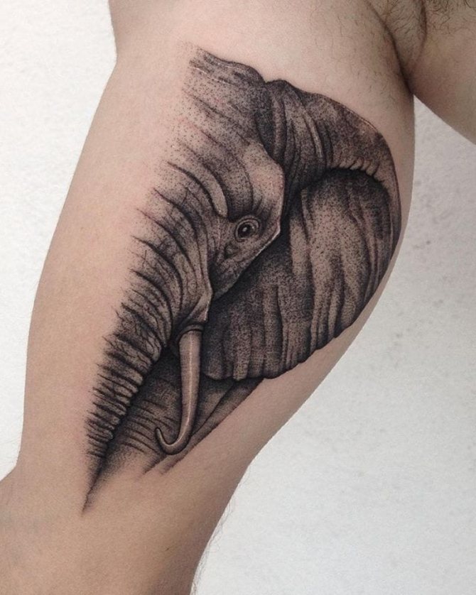 significado del tatuaje del elefante