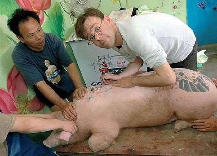 Tattoo pigs: artist beats tattoos on pigs and then sells them for mad money-35 photo-