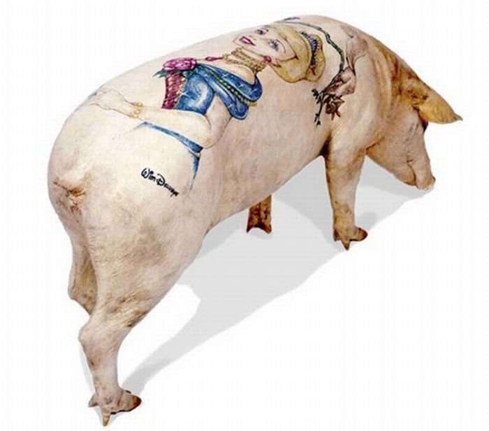 Tattoo pigs: artist beats tattoos on pigs and then sells them for mad money-35 photo-