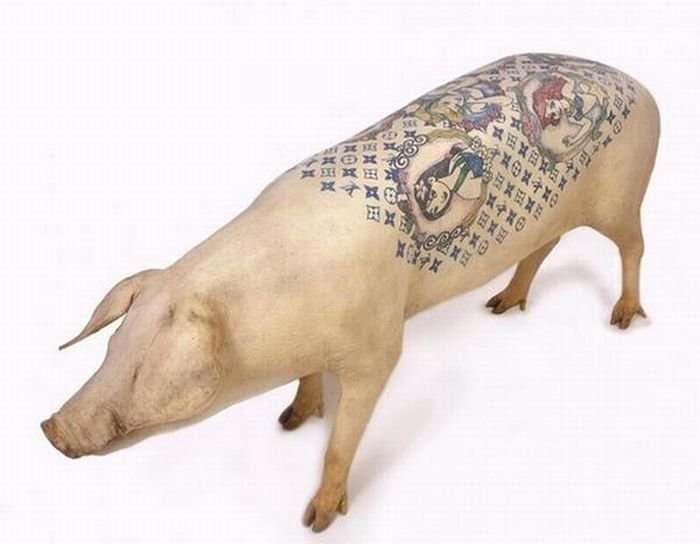 Tattoo pigs: artist beats tattoos on pigs and then sells them for mad money-35 photo-