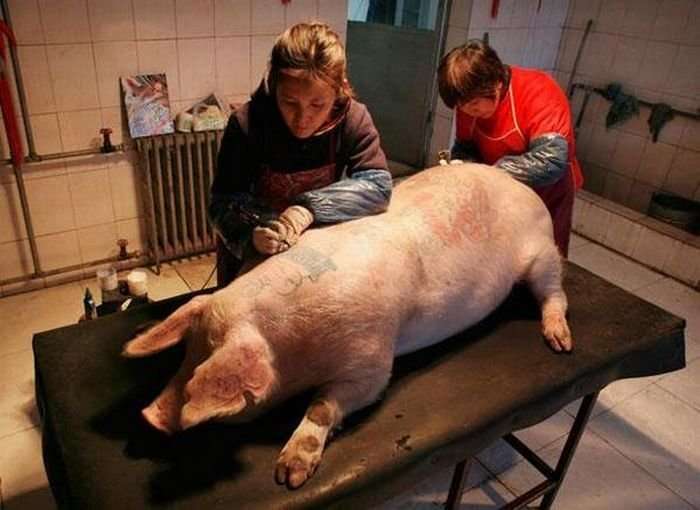 Tattoo pigs: artist beats tattoos on pigs and then sells them for mad money-35 photo-