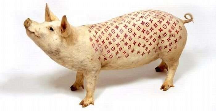 Tattoo pigs: artist beats tattoos on pigs and then sells them for mad money-35 photo-