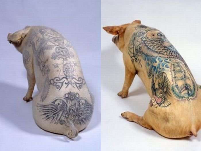 Tattoo pigs: artist beats tattoos on pigs and then sells them for mad money-35 photo-