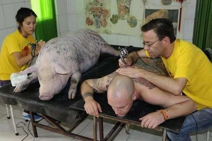 Tattoo pigs: artist beats tattoos on pigs and then sells them for mad money-35 photo-